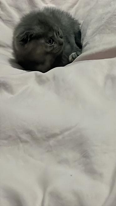 каракол кошка: Шотландский вислоухий котёнок (Scottish Fold) - Окрас — 3