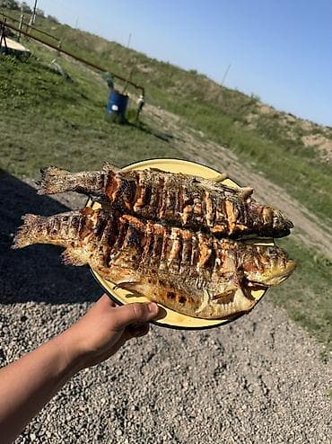 светодиодные лампы для уличного освещения цена: Радужная форель 🐠🍣 Свежая 500 сом за кг Живая от 490 до 550 сом за кг — 2