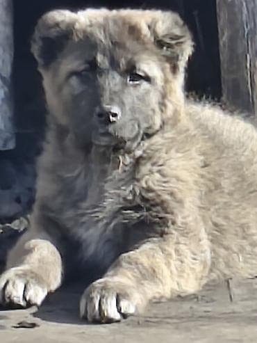 Алабай, 2 месяца, Самка, С родословной