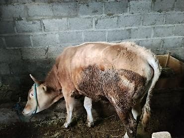 сухое молоко для животных: Продаю | Бык (самец) | Для разведения | Привязанные — 1