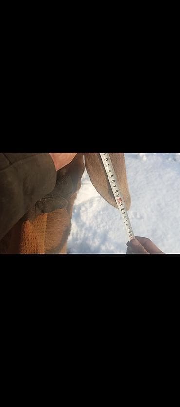 отдам котенка рэгдолл: Продаю | Овца (самка) | Арашан | Для разведения | Котные — 5