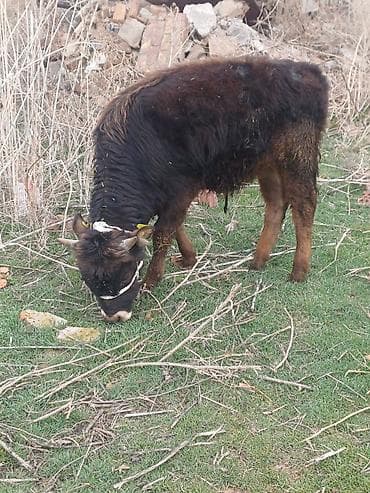 все для животных: Продаю | Бык (самец), Музоо, торпок | Алатауская, Швицкая, Шароле | На откорм, Для разведения | Осеменитель, Искусственник — 9