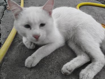 d cat: 5 месяцев, Мальчик, Приучена к лотку — 2