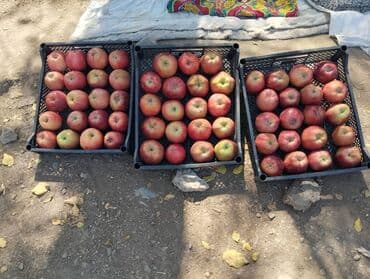 яблоко сочные: Яблоки Крипсон, В розницу — 3