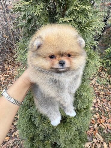 акустические системы rapoo колонка в виде собак: Шпиц, 1 месяц, Самец, С родословной — 3