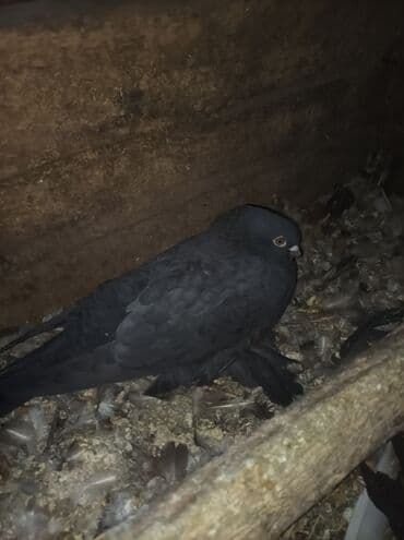 сх животные и товары: Продаю голубей все вольные есть и закрытые на продажу есть и самцы и — 2