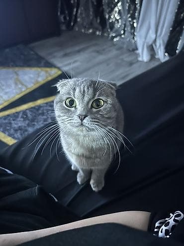ит мышык: Шотландская вислоухая кошка (Scottish Fold) цена договорная - Окрас — 1