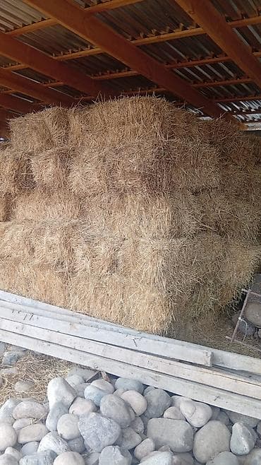 корма для бройлеров: Тюки ячменной соломы - Культура: ячмень, прессованная солома в — 3