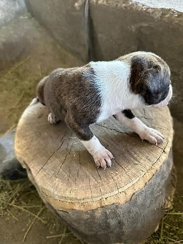 собака хаски: Щенки питбуль — 5