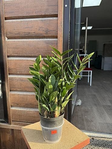 спатифилум женское счастье: Комнатные растения в горшках — для дома и офиса В ассортименте на — 7