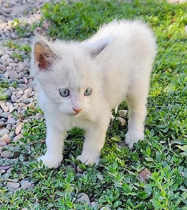 отдам даром котят бишкек: 2 месяца, Девочка, Белый, Приучена к лотку, Проглистована — 7