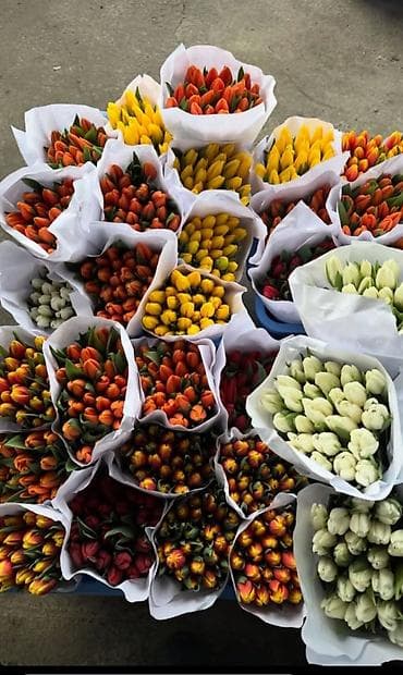 подарки к 8 марта: 🔥 **ТЮЛЬПАНЫ ОПТОМ К 8 МАРТА ПРЯМО ИЗ ТЕПЛИЦЫ** 🔥 Голландские — 3