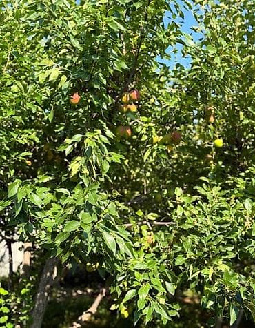 чарык таш: 5 соток, Курулуш, Кызыл китеп, Техпаспорт — 6