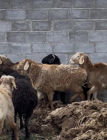 Корма для с/х животных: Продаю | Баран (самец) | Полукровка | На забой — 1