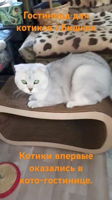 сколько стоят вислоухие кошки: Скотиш Страйт (Шотландская прямоухая), 1 месяц, Мальчик, Серебристая шиншилла, Приучена к лотку — 5