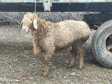 рамановские бараны: Продаю | Ягненок, Баран (самец) | Арашан — 1