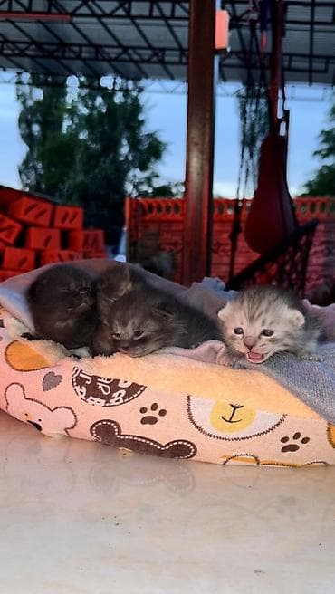 бенгал кошка цена: Шотландские вислоухие котята ищут любящий дом. Возраст — 1 месяц — 2