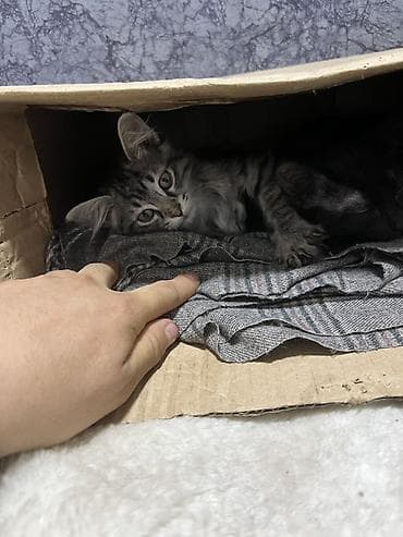 немецкая овчарка черная цена: Котята - Окрас: серо‑тигровые табби (полосатые) и колор‑пойнт с — 1