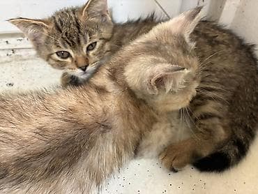 scottish fold: Котята, короткошёрстные, окрасы: серый табби и кремовый дымчатый — 2