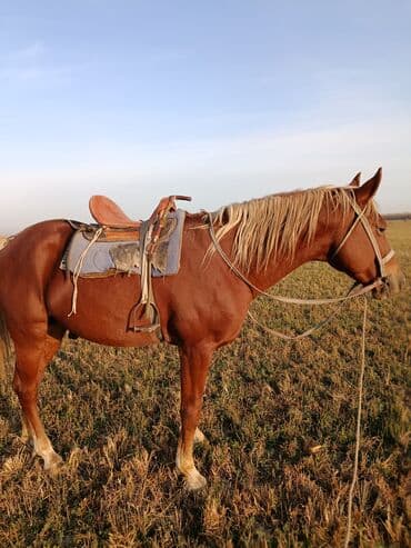 ит рабочий: Продаю | Жеребец | Рабочий | Осеменитель — 11