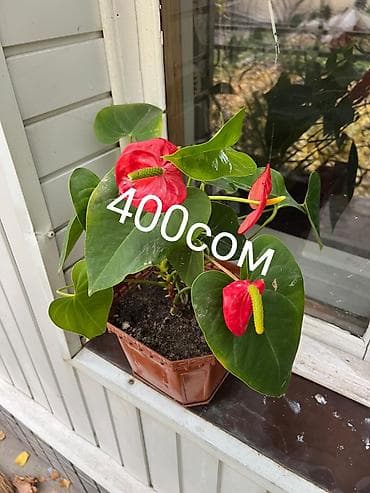 Цветы по самым низким ценам 1-Антуриум мужское счастье 4х летный в