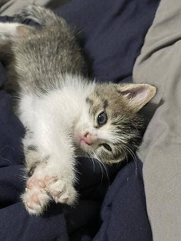 нужна кошка: В добрые руки💕 — 1
