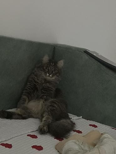 купить кошку: Ищу добрую и ответственную семью для кошки (без маленьких детей) — 1