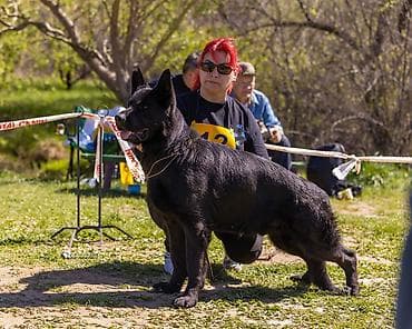 сколько стоят немецкие овчарки щенки: Вязка: Немецкая овчарка, Самец, 3 года, С родословной — 10