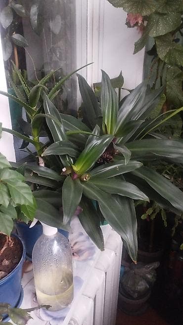 купить герань: Продаю комнатные цветы, ухоженные,выращивала для себягерани — 2