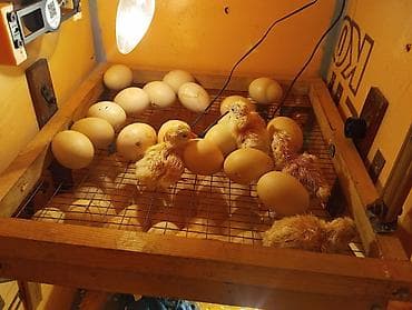 Сельхоз промышленность: Адлерский парода жожолор сатылат заказ алабыз — 1