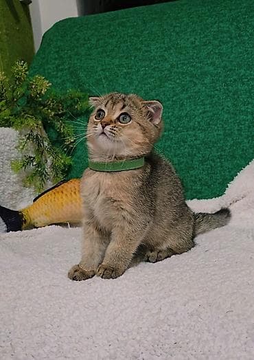 кошки шотландские: Шотландские котята — 9