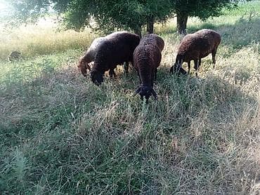 Животные: Продаю | Овца (самка) | Для разведения — 3