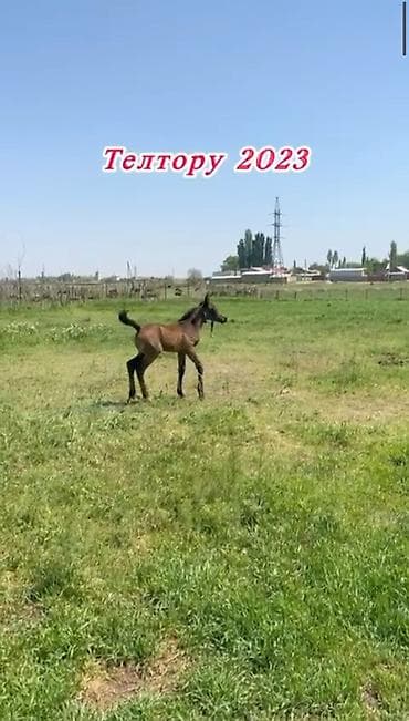 куплю коня: Продаю | Конь (самец), Жеребец | Полукровка | Для разведения, Конный спорт | Племенные, Осеменитель — 6