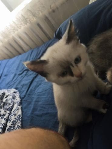 Мышык бекер берем: Отдам котят бесплатно в хорошие руки есть 2 котенка можно одного на — 1