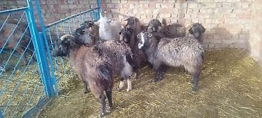 дорпер бараны: Продаю | Баран (самец) | Долан | На забой, Для разведения | Осеменитель — 4