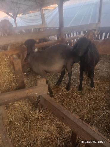 А/ч жаныбарлары үчүн тоюттар: Сатам | Кочкор (эркек) | Союуга | Жасалма жол менен боозутуу — 2