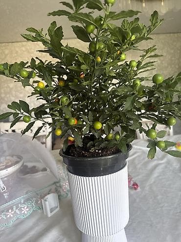 сладкий перец: Домашнее декоративное растение – комнатный перец/паслён с яркими — 1