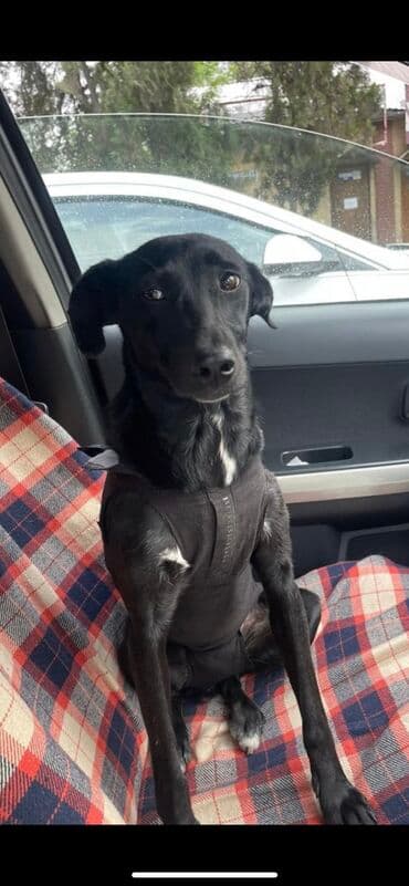 Собака даром: Дворняжка, 8 месяцев, Самка