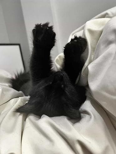 каракол кошка: Жоголгон : Эркек, Кара — 6