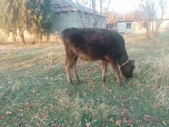 сколько стоит собака породы доберман: Продаю | Тёлка, Музоо, торпок | Швицкая | Для разведения, На откорм, Для молока | После отела — 1
