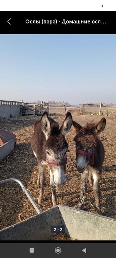 Пара домашних ослов - Вид: домашние ослы, пара - Окрас: темно‑бурый с