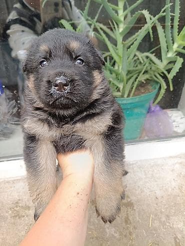 продам щенка немецкой овчарки: Немецкая овчарка, 1 месяц, Самка — 3