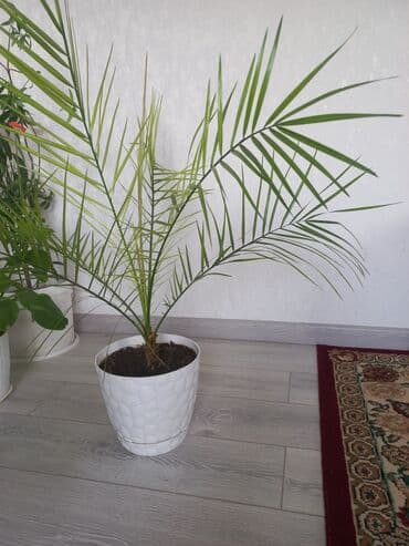 купить саженцы цветов в бишкеке: Молодой саженец лимона с зелеными листьями, посаженный в белый — 16