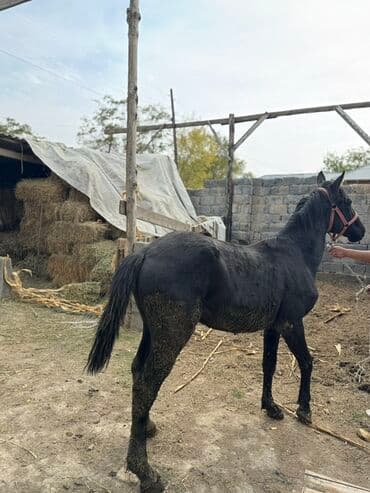 куры доминанты: Продаю | Жеребенок | Конный спорт — 6