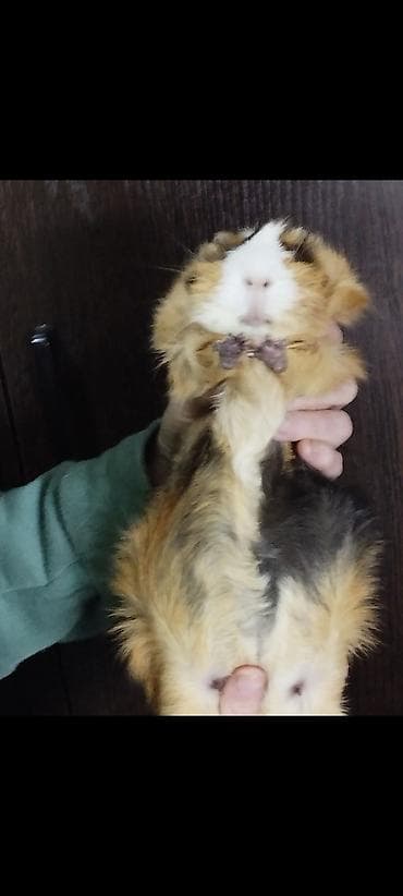 жилет из овчины: Продаю двух морских свинок пятнистая девочка чёрная мальчик прошу за — 6