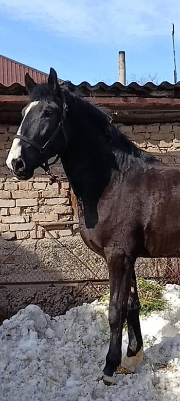 бышты: Сатам | Байтал | Көбөйтүү үчүн | Асыл тукумдуу — 2