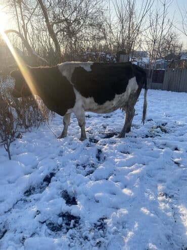 тай бишкек: Сатам | Уй (ургаачы), Бука (эркек), Кунаажын — 1