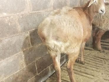 лайка рабочий: Продаю | Баран (самец) | Для разведения — 3