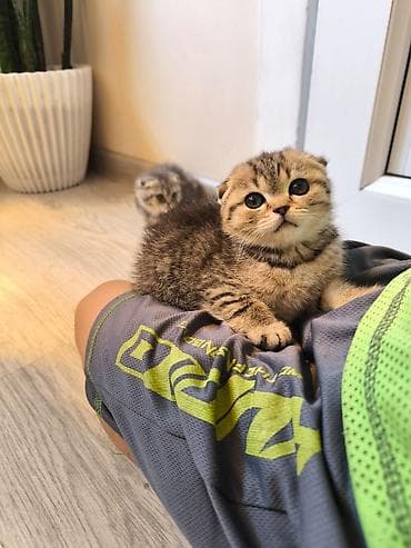 каракал кошка: Шотландские вислоухие котята (Scottish Fold) - Окрас: табби, ровные — 2