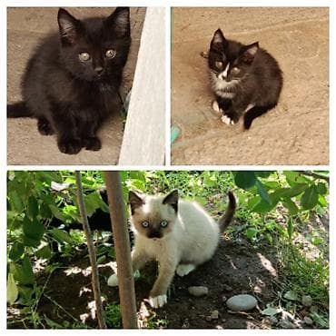 британские котята черные: Котята, помёт из трёх малышей: - Чёрный короткошёрстный котёнок с — 1